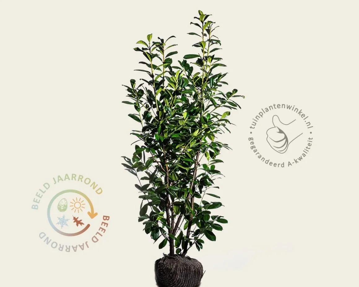 Prunus laurocerasus 'Novita' - kluit