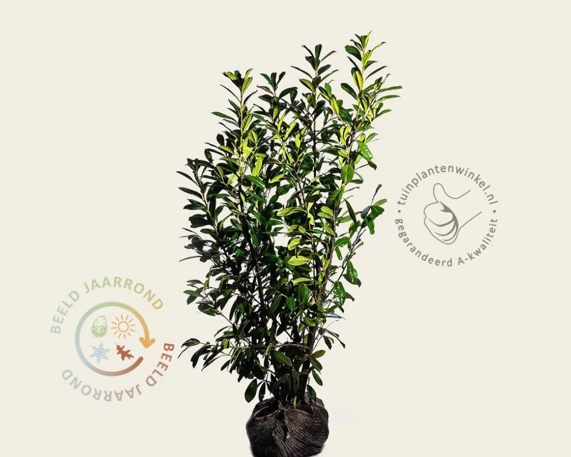 Prunus laurocerasus 'Novita' - kluit
