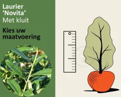 Prunus laurocerasus 'Novita' - kluit