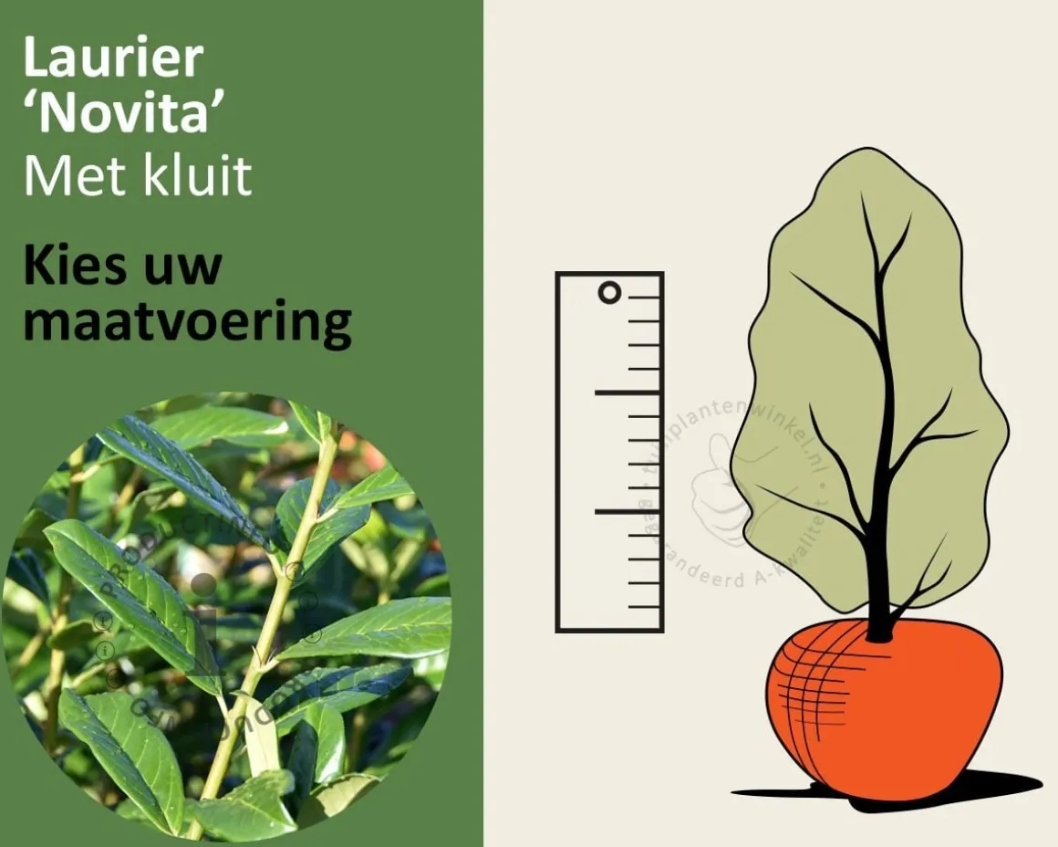 Prunus laurocerasus 'Novita' - kluit