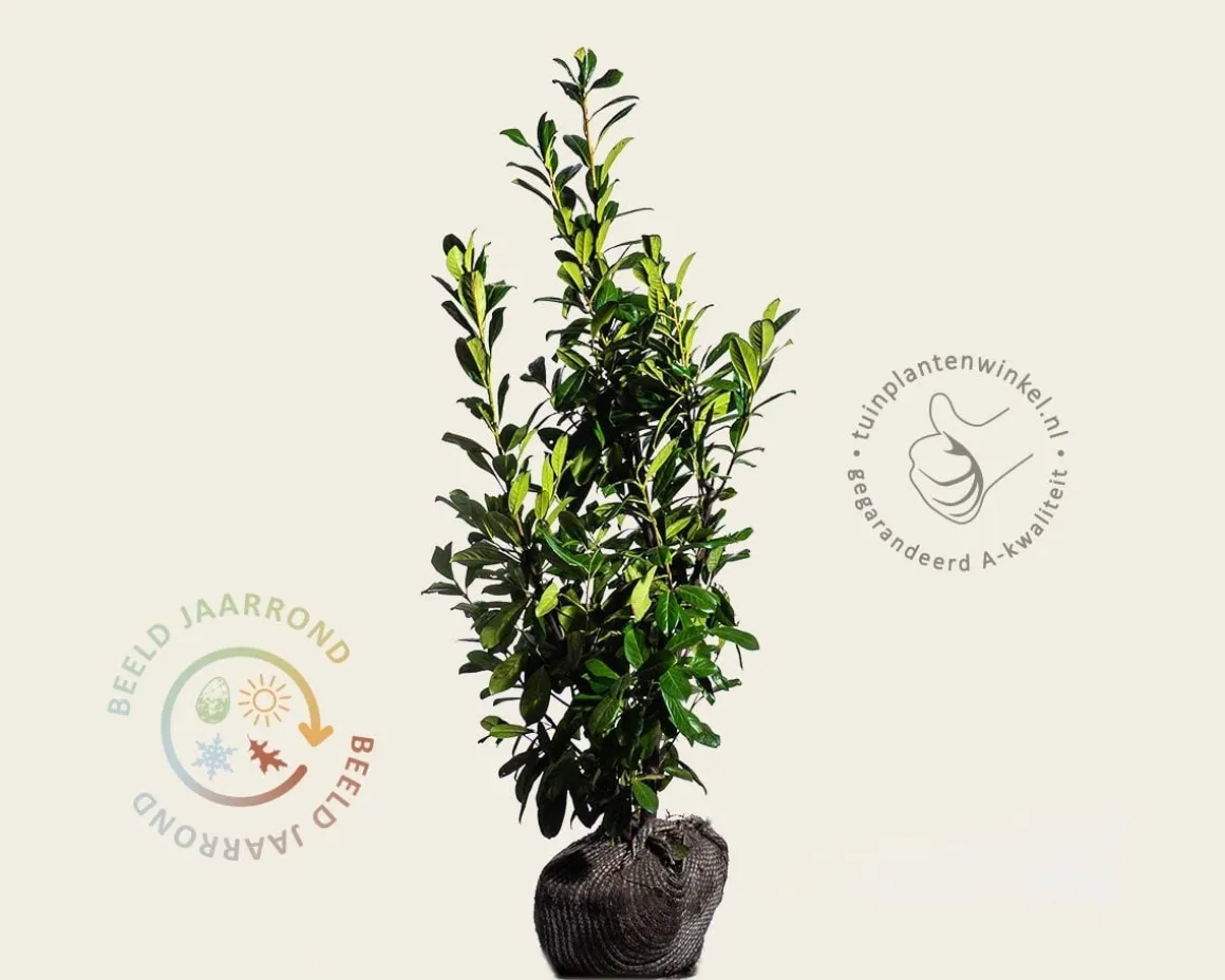 Prunus laurocerasus 'Novita' - kluit