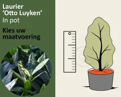 Prunus laurocerasus 'Otto Luyken' - in pot