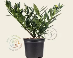 Prunus laurocerasus 'Otto Luyken' - in pot