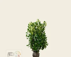 Prunus laurocerasus 'Rotundifolia' - kluit