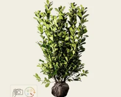 Prunus laurocerasus 'Rotundifolia' - kluit