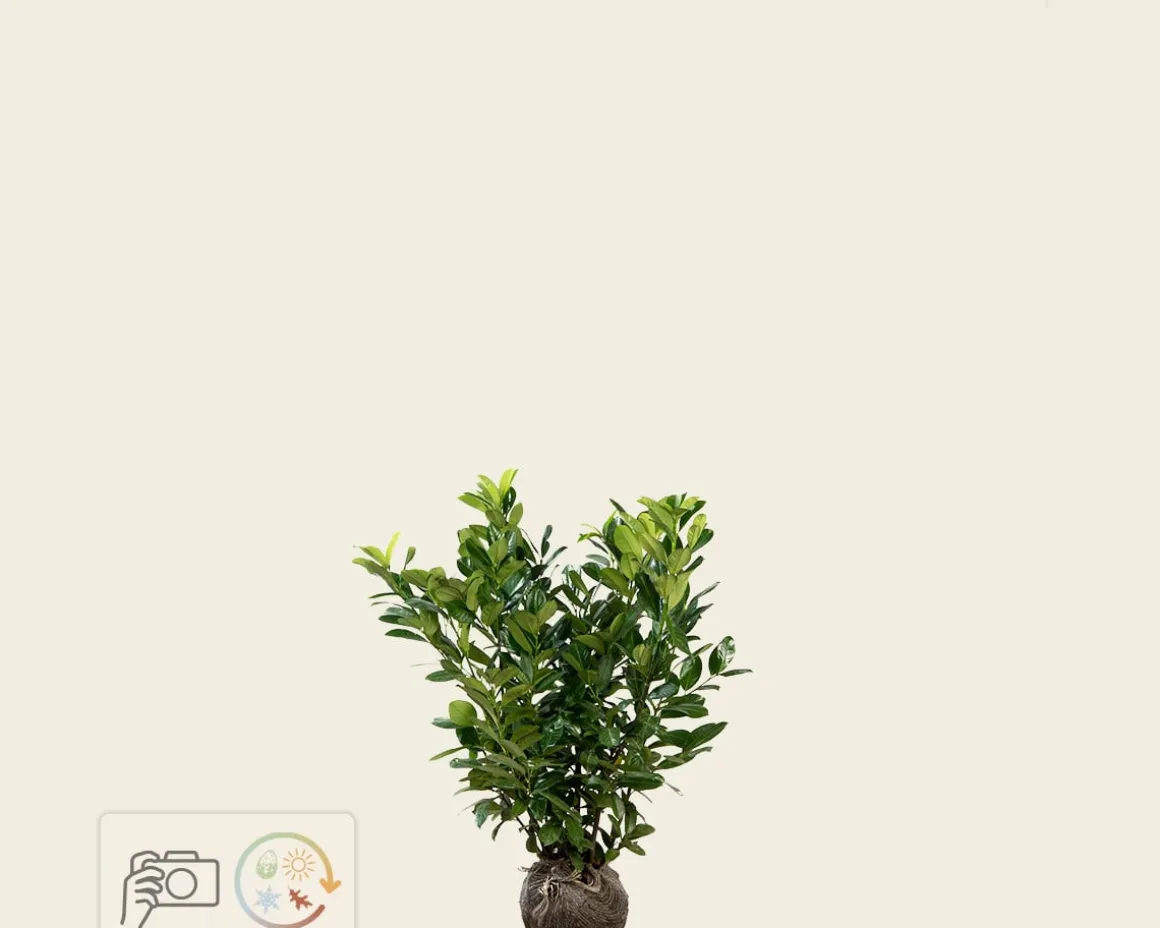 Prunus laurocerasus 'Rotundifolia' - kluit