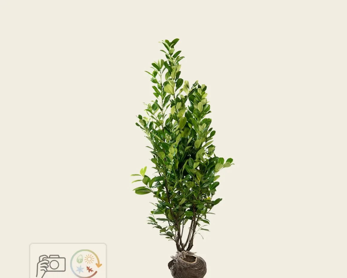 Prunus laurocerasus 'Rotundifolia' - kluit