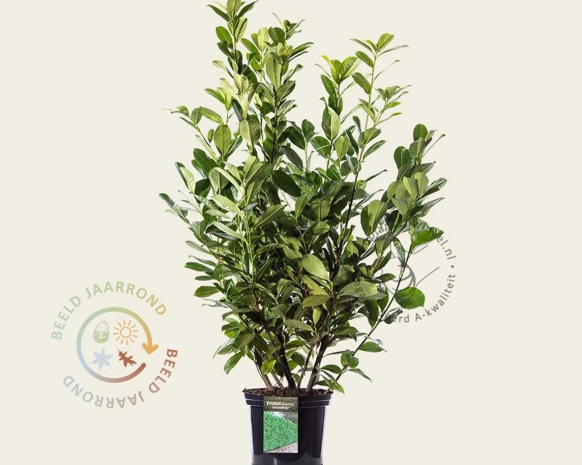 Prunus laurocerasus 'Rotundifolia' - in pot