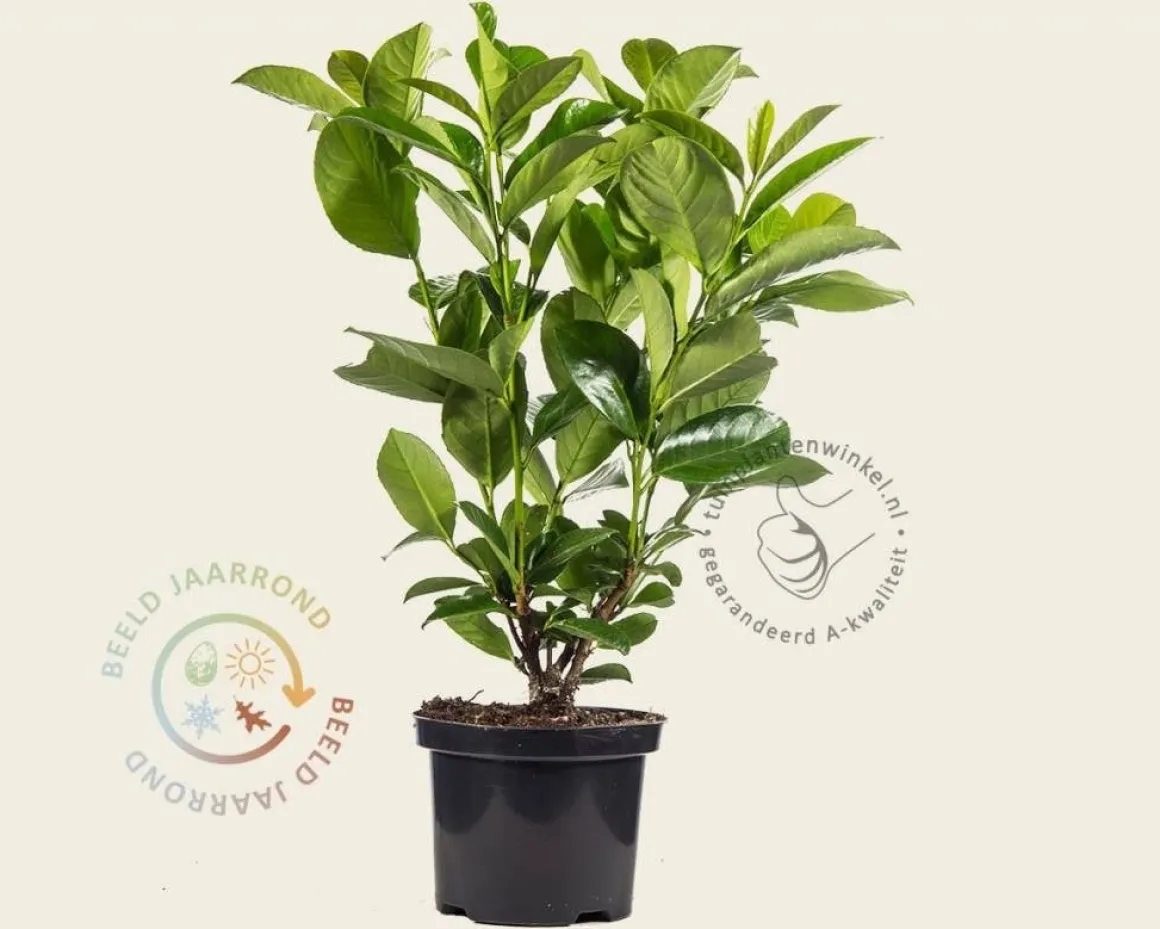 Prunus laurocerasus 'Rotundifolia' - in pot