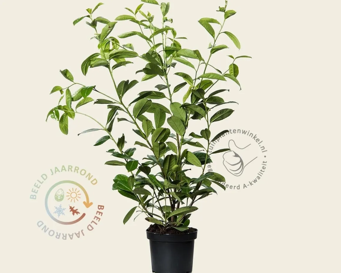 Prunus laurocerasus 'Rotundifolia' - in pot