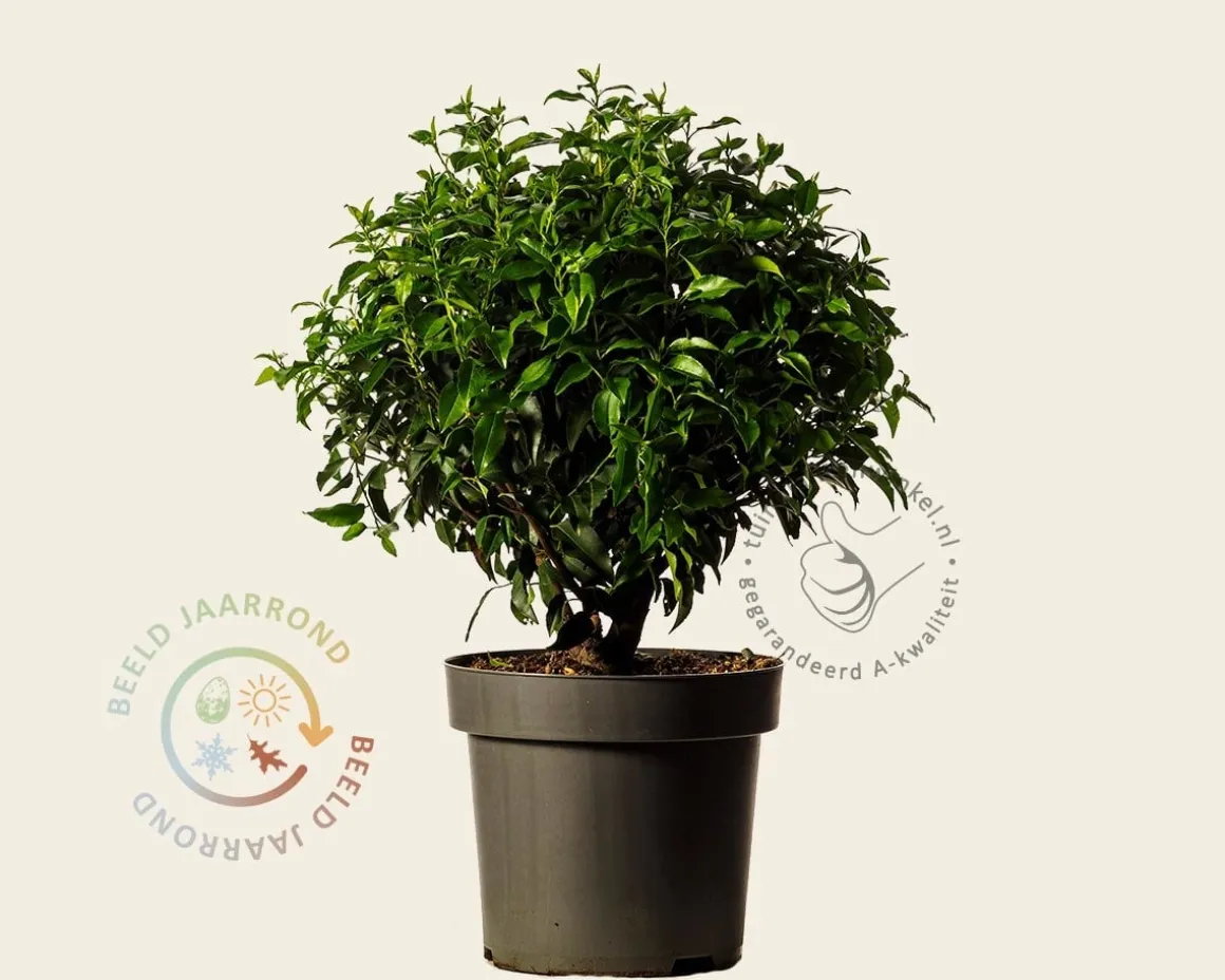 Prunus lusitanica 'Angustifolia' - bolvorm