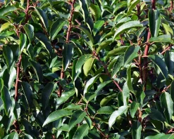 Prunus lusitanica 'Angustifolia' - bolvorm