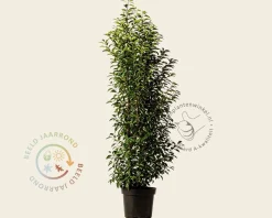 Prunus lusitanica 'Angustifolia' - in pot