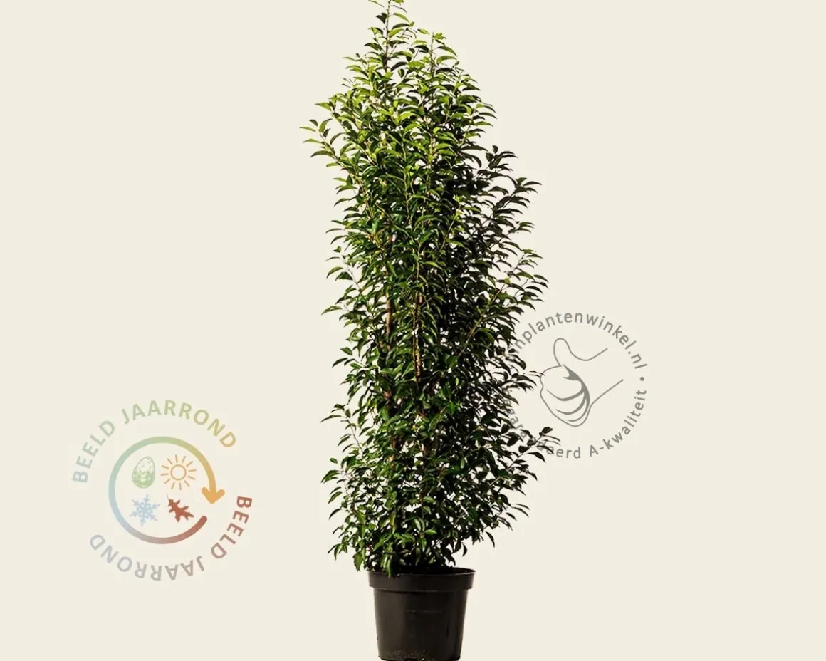Prunus lusitanica 'Angustifolia' - in pot