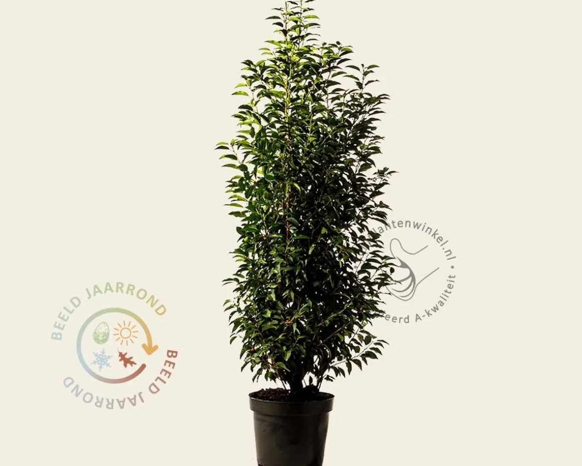 Prunus lusitanica 'Angustifolia' - in pot