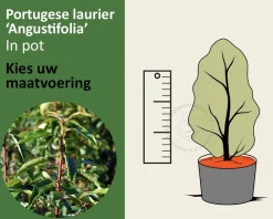 Prunus lusitanica 'Angustifolia' - in pot