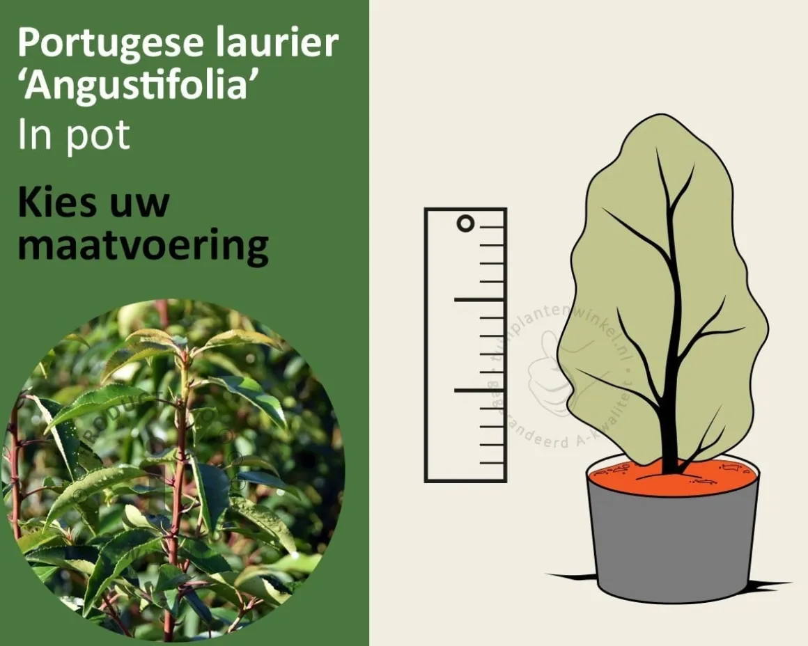 Prunus lusitanica 'Angustifolia' - in pot