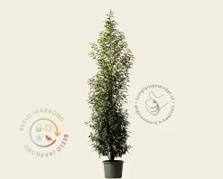 Prunus lusitanica 'Angustifolia' - in pot