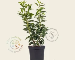Prunus lusitanica 'Angustifolia' - in pot