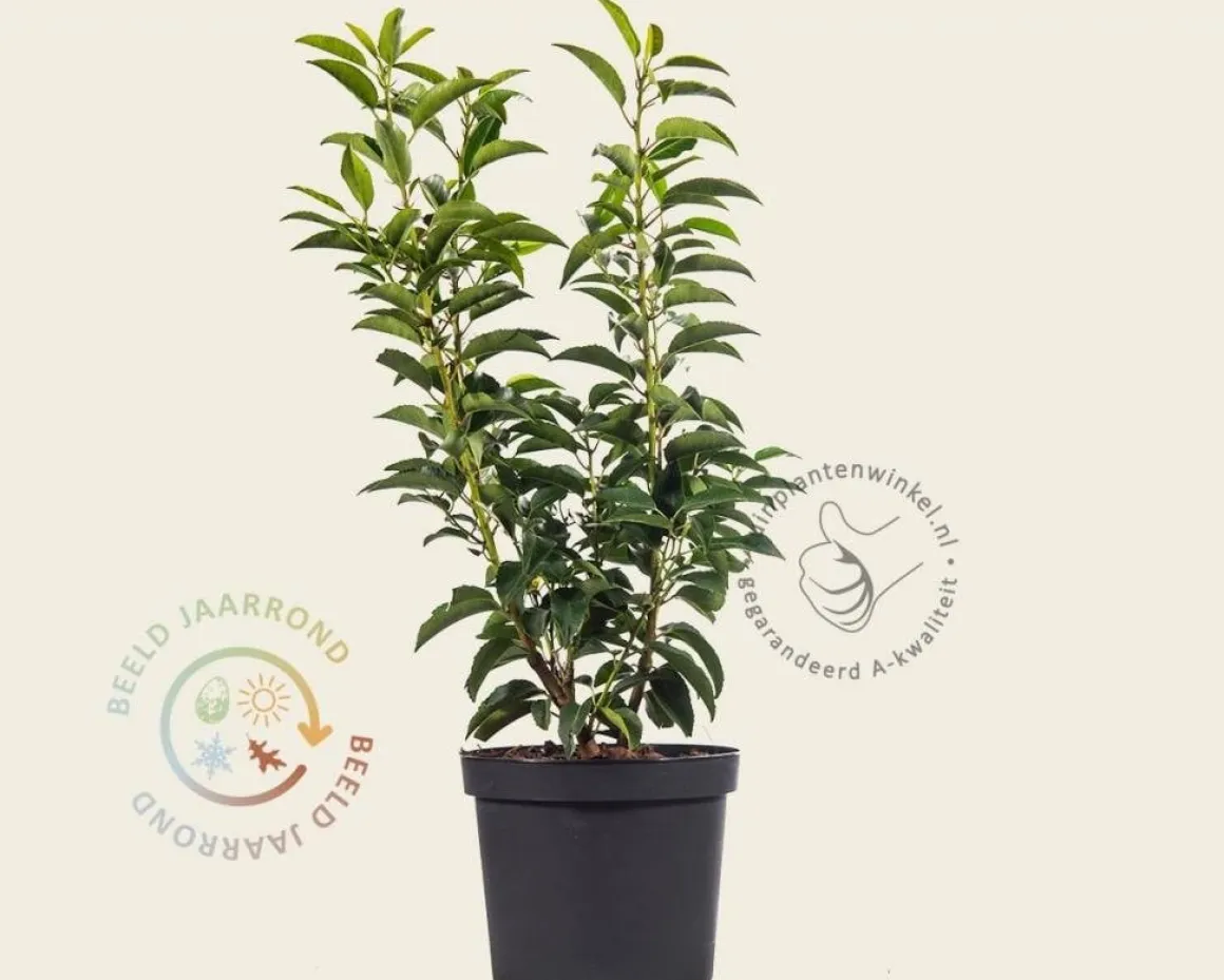 Prunus lusitanica 'Angustifolia' - in pot