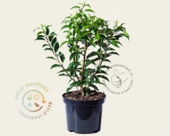 Prunus lusitanica 'Angustifolia' - in pot
