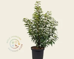 Prunus lusitanica 'Angustifolia' - in pot