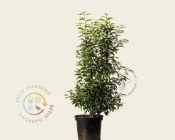 Prunus lusitanica 'Angustifolia' - in pot