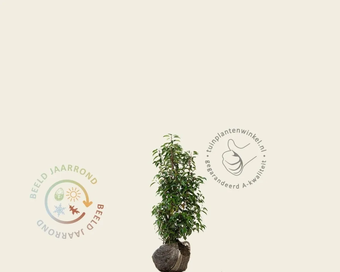 Prunus lusitanica 'Angustifolia' - kluit