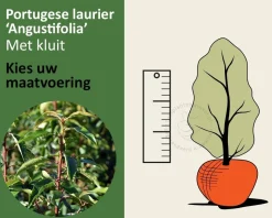 Prunus lusitanica 'Angustifolia' - kluit