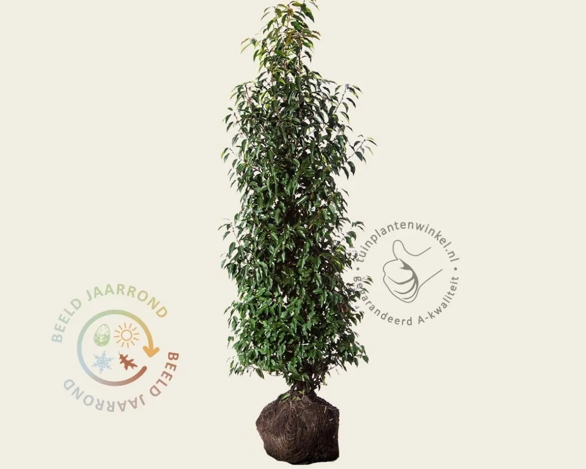 Prunus lusitanica 'Angustifolia' - kluit