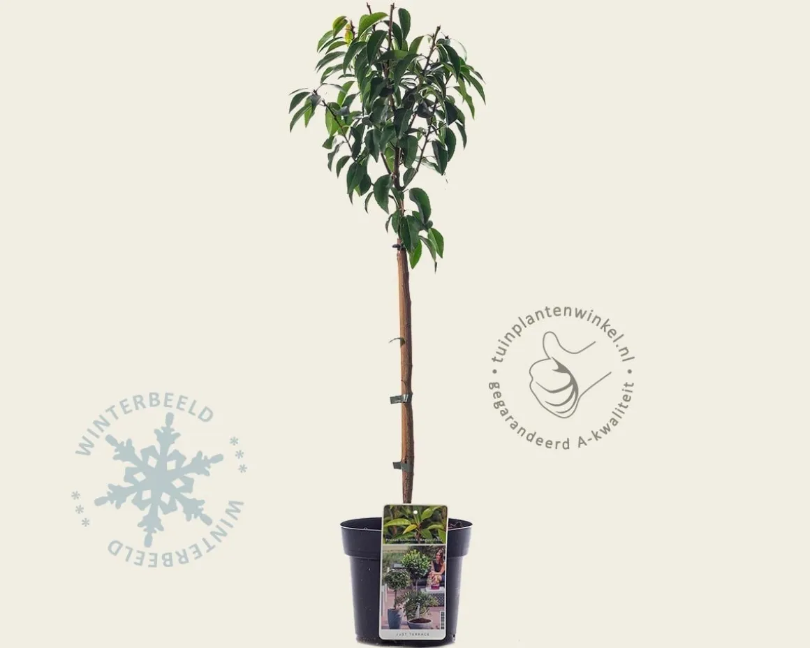 Prunus lusitanica 'Angustifolia' - 50 cm stam