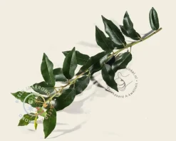 Prunus lusitanica 'Angustifolia' - 180 cm stam