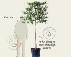 Prunus lusitanica angustifolia leiboom - Rek 120x90 cm