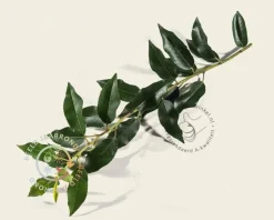 Prunus lusitanica angustifolia leiboom - Rek 120x90 cm