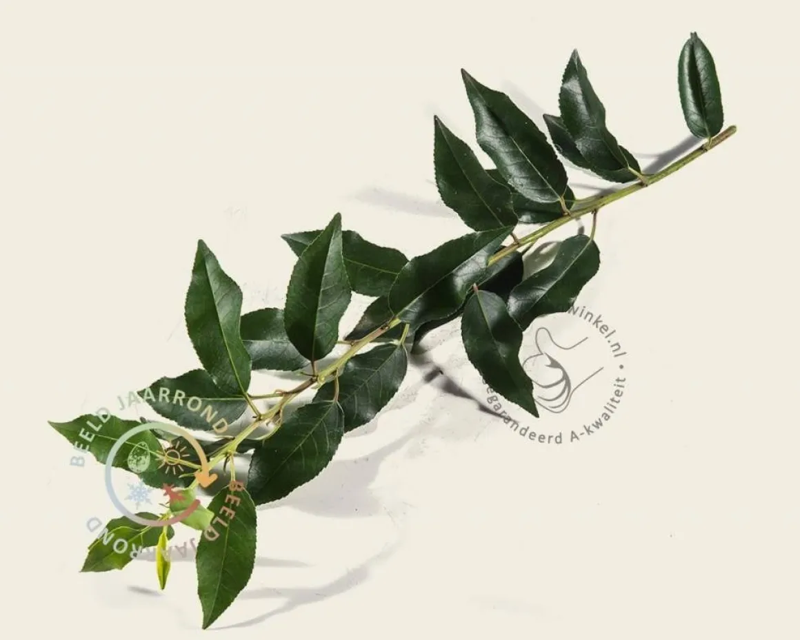 Prunus lusitanica angustifolia leiboom - Rek 120x90 cm