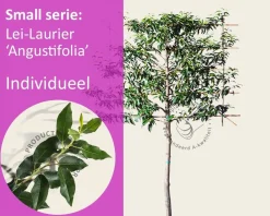 Prunus lusitanica angustifolia leiboom - Rek 120x90 cm