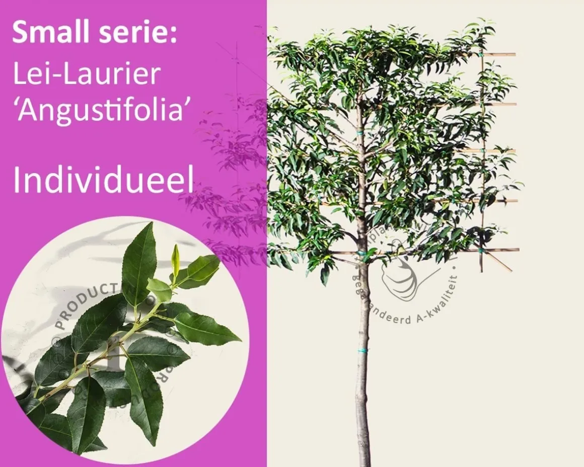 Prunus lusitanica angustifolia leiboom - Rek 120x90 cm