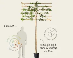 Prunus lusitanica angustifolia leiboom - Rek 180x110 cm