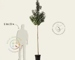 Prunus lusitanica 'Brenelia' - hoogstam