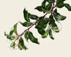 Prunus lusitanica 'Brenelia' - hoogstam