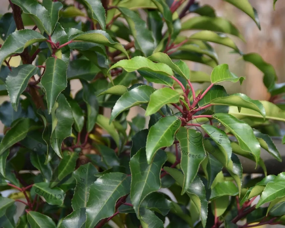 Prunus lusitanica 'Brenelia' - hoogstam