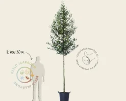 Prunus lusitanica 'Brenelia' - hoogstam