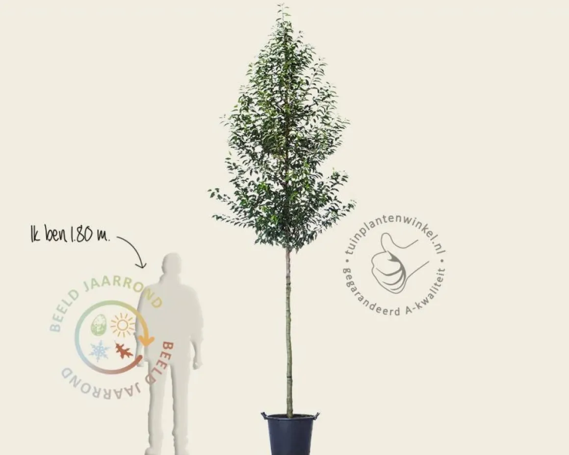 Prunus lusitanica 'Brenelia' - hoogstam