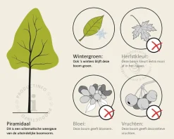 Prunus lusitanica 'Brenelia' - hoogstam