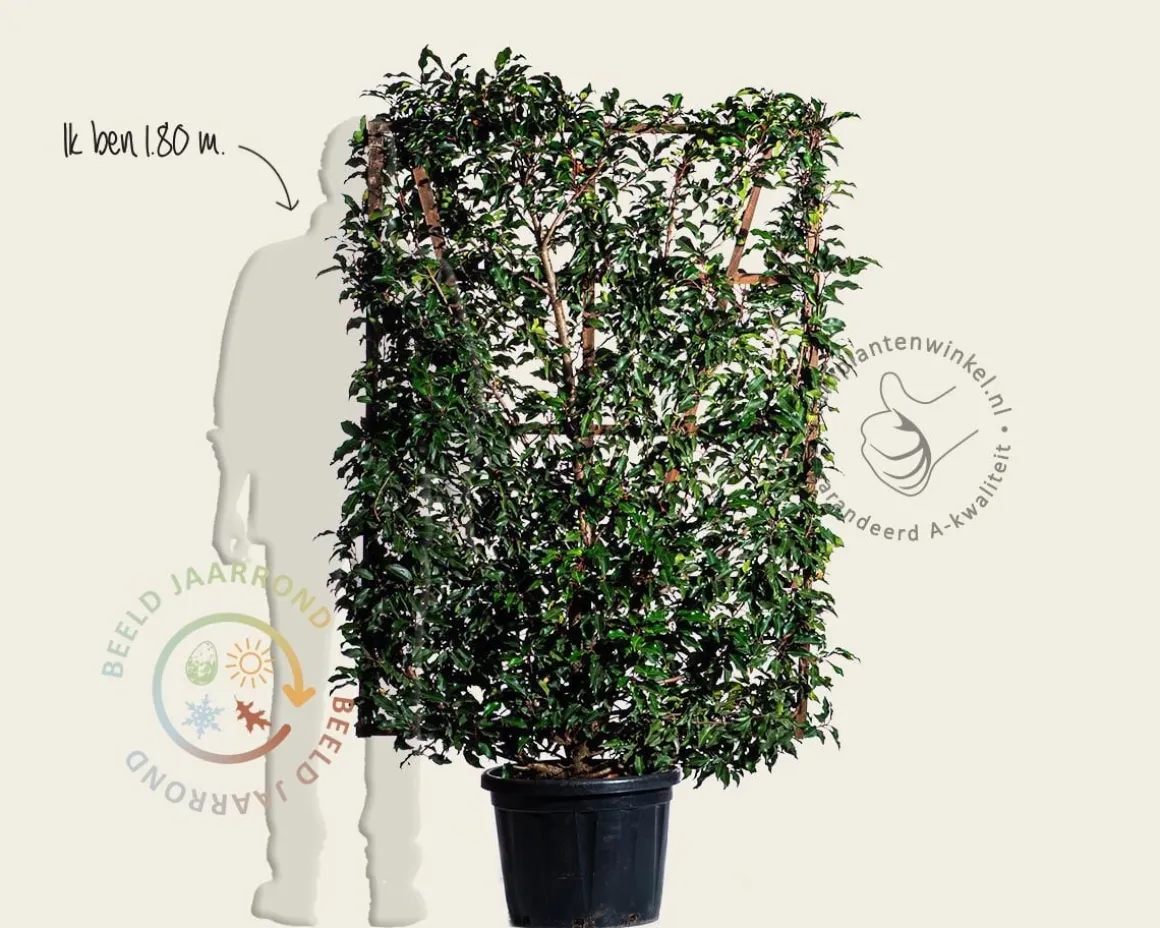 Prunus lusitanica 'Brenelia' - In rek 110x160 cm