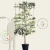 Prunus lusitanica 'Brenelia' leiboom - Scherm