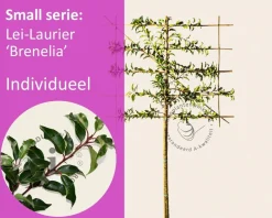Prunus lusitanica brenelia leiboom - Rek 120x90 cm