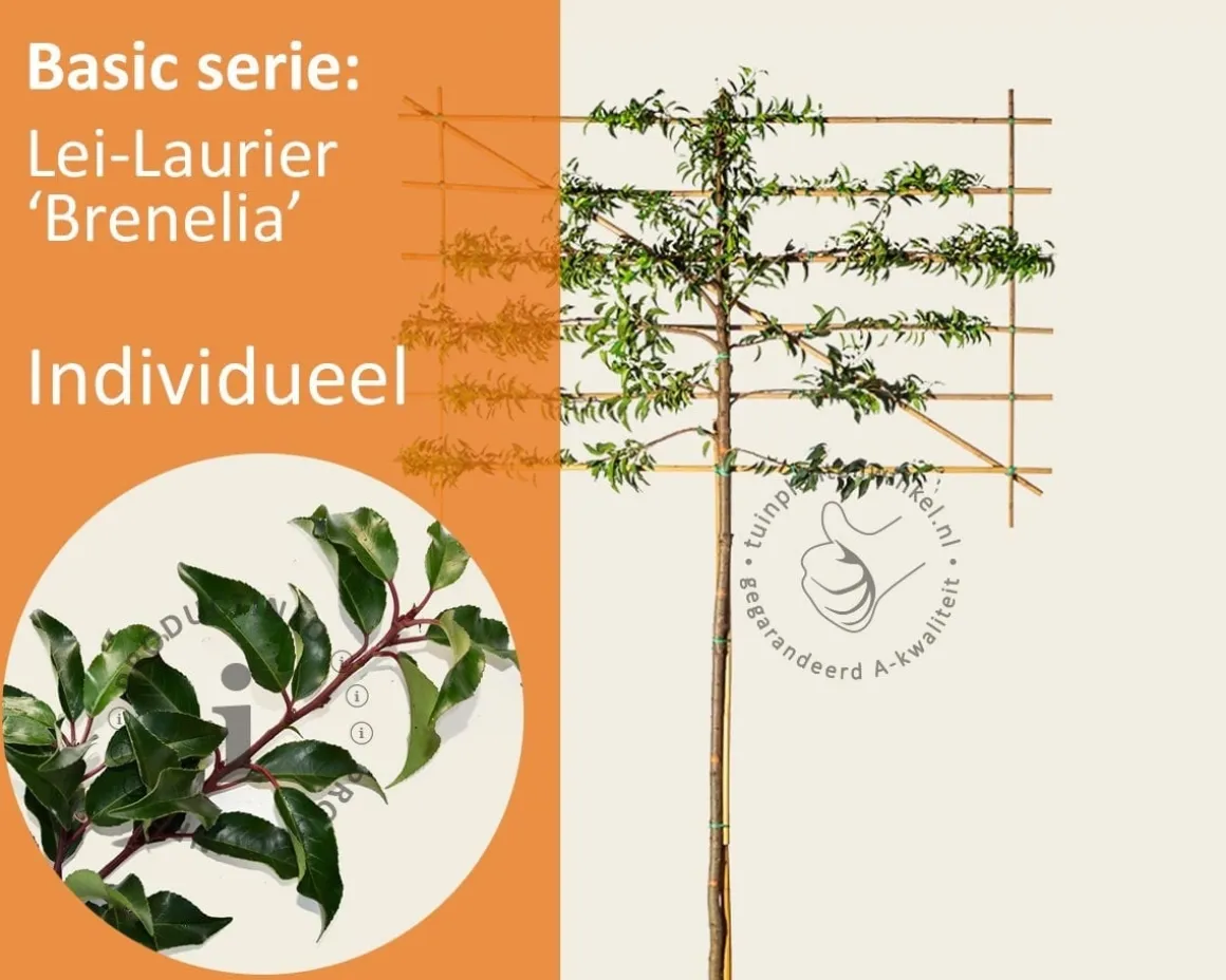 Prunus lusitanica brenelia leiboom - Rek 180x110 cm