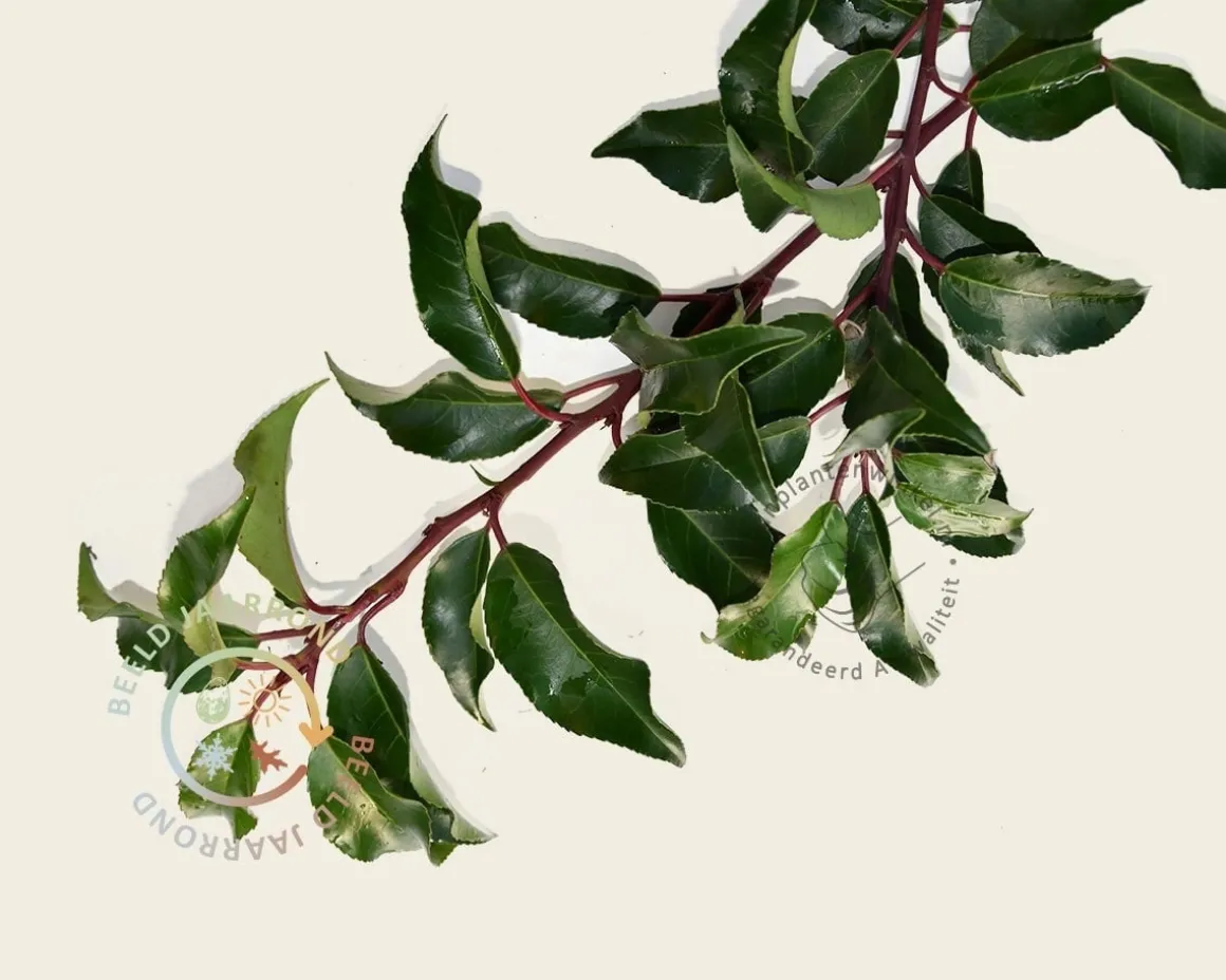 Prunus lusitanica brenelia leiboom - Rek 180x110 cm