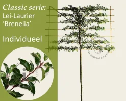 Prunus lusitanica brenelia leiboom - Rek 200x130 cm